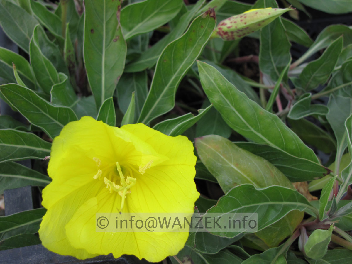 Oenothera missouriensis Macro.JPG